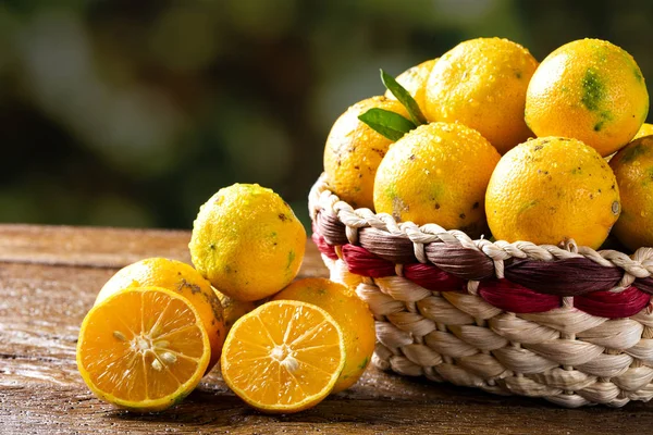 Rangpur Lime, of limao Cravo in het Portugees, bedekt met rijp fruit. Brazilië. — Stockfoto