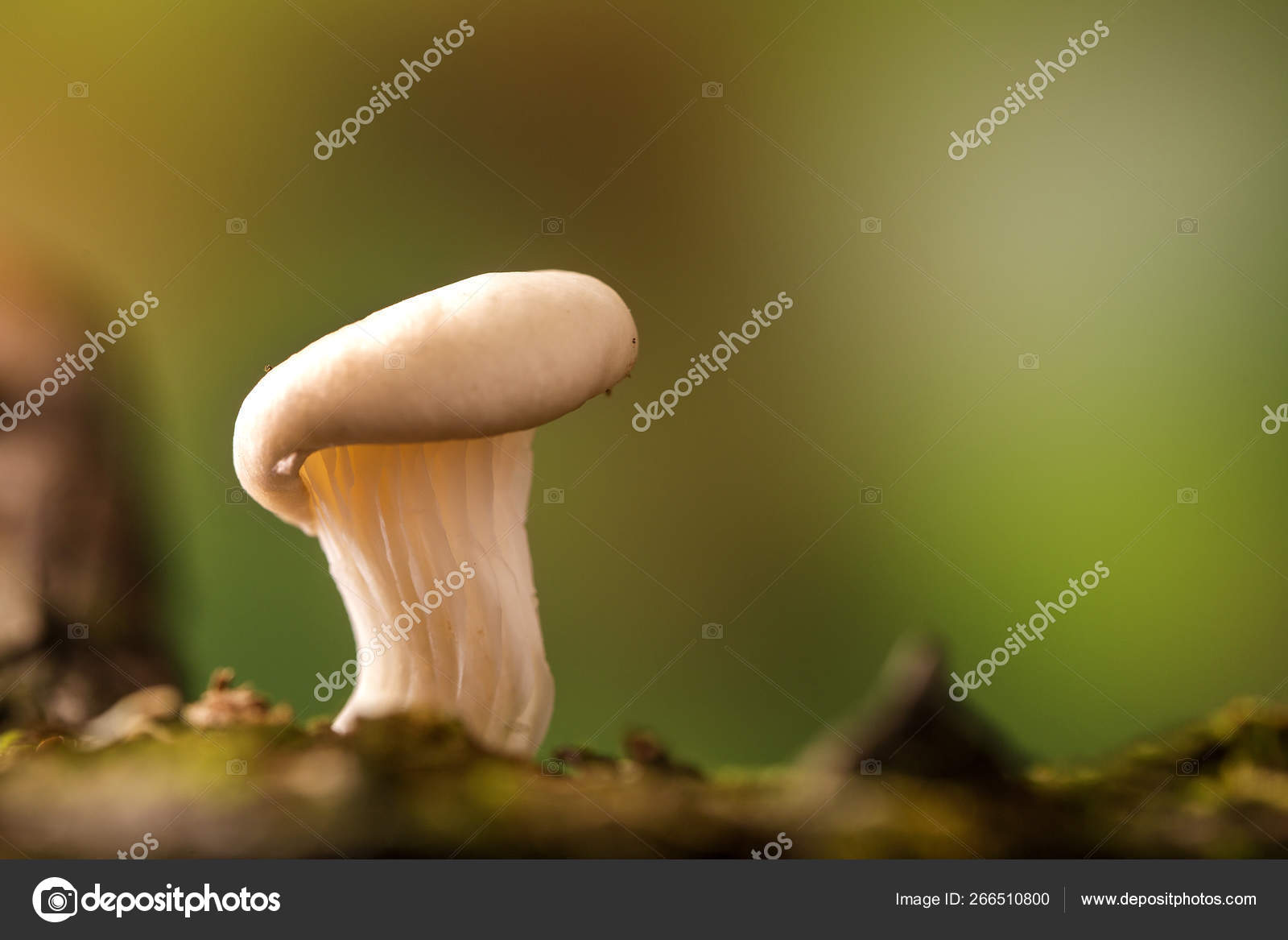 Shimeji mushroom growing on tree Stock Photo by ©Paulovilela 266510800