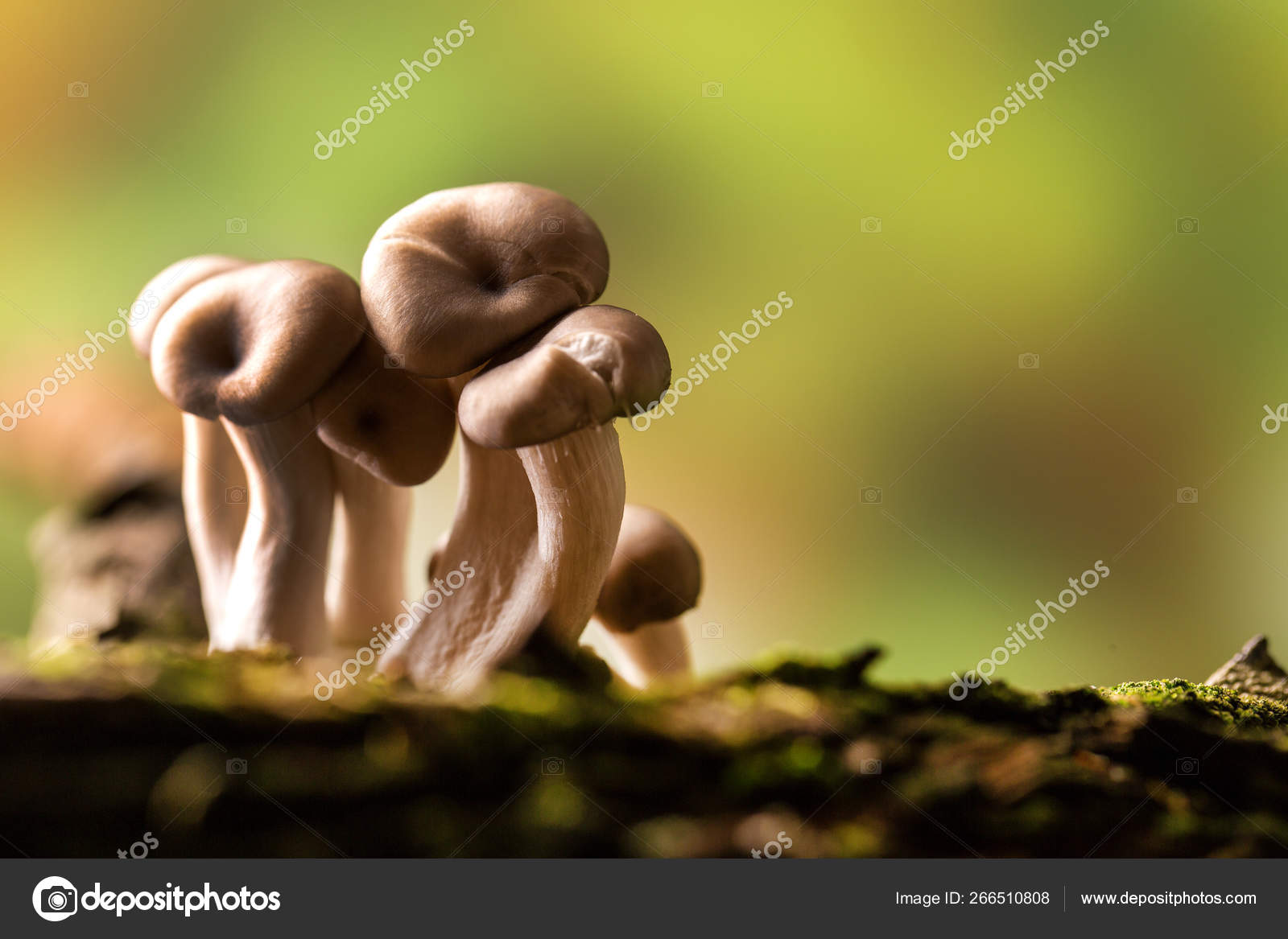 Shimeji mushroom growing on tree — Stock Photo © Paulovilela 266510808
