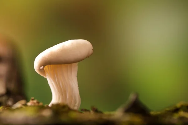 Shimeji гриб росте на дереві — стокове фото