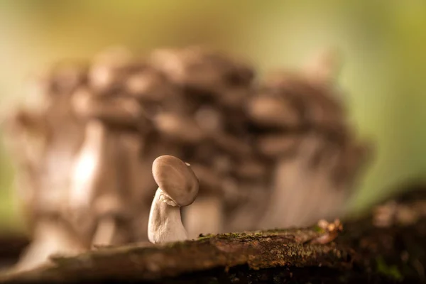 Shimeji-Pilz wächst auf Baum — Stockfoto