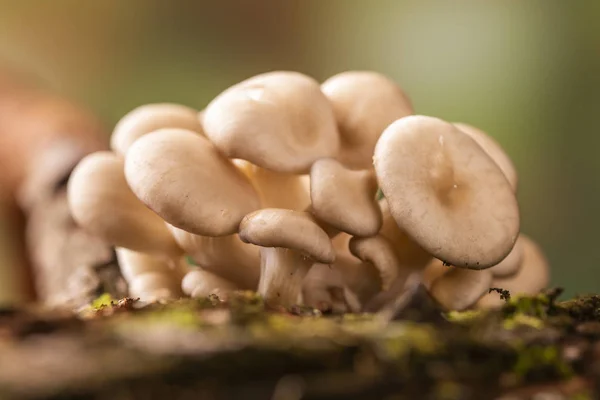 Shimeji mushroom growing on tree — Stock Photo, Image