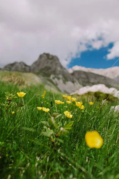 Léto divoké květiny v horách krajina — Stock fotografie