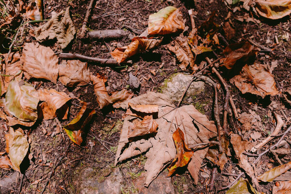 осенние листья фона