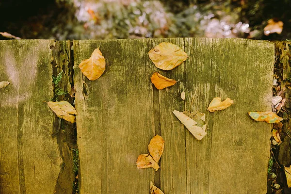 Foglie autunnali su fondo di legno — Foto Stock