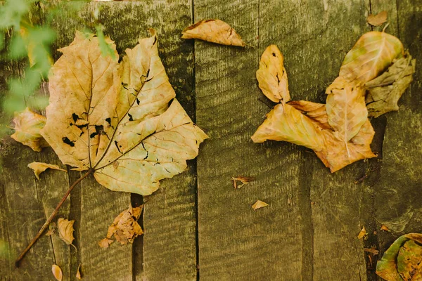 Foglie autunnali su fondo di legno — Foto Stock