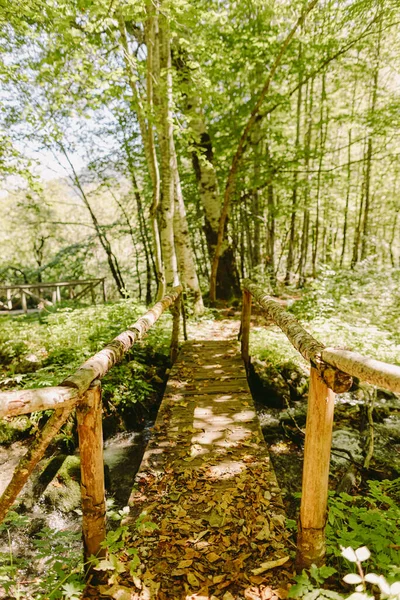 Herfstbladeren bos — Stockfoto