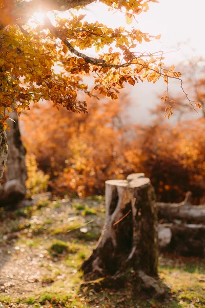 Bellissimo paesaggio della foresta autunnale — Foto Stock