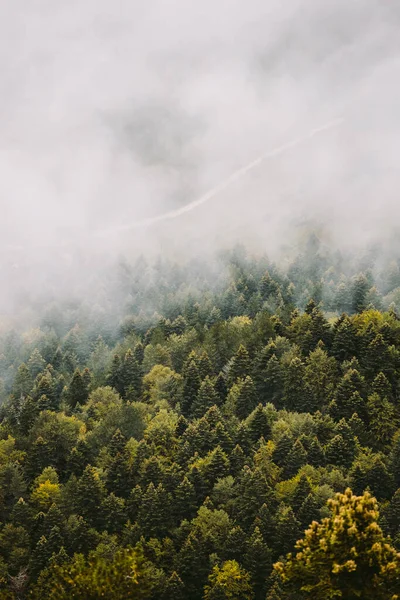 Mlhavá lesní scenérie — Stock fotografie