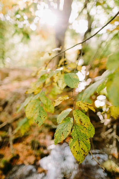 Hojas de otoño en temporada de otoño bosque —  Fotos de Stock