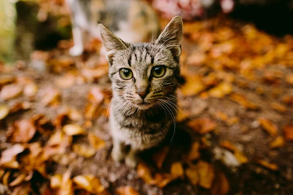 Güzel kedi portresi. — Stok fotoğraf