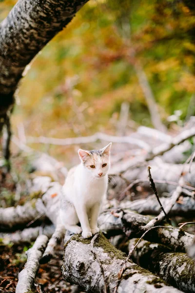 Krásný portrét koťátka — Stock fotografie