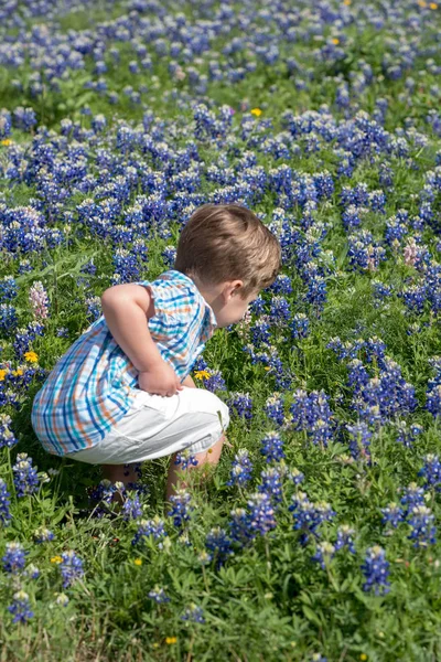 Young Toddler Boy Picking Flowers in Field of Blue Bonnets in Texas
