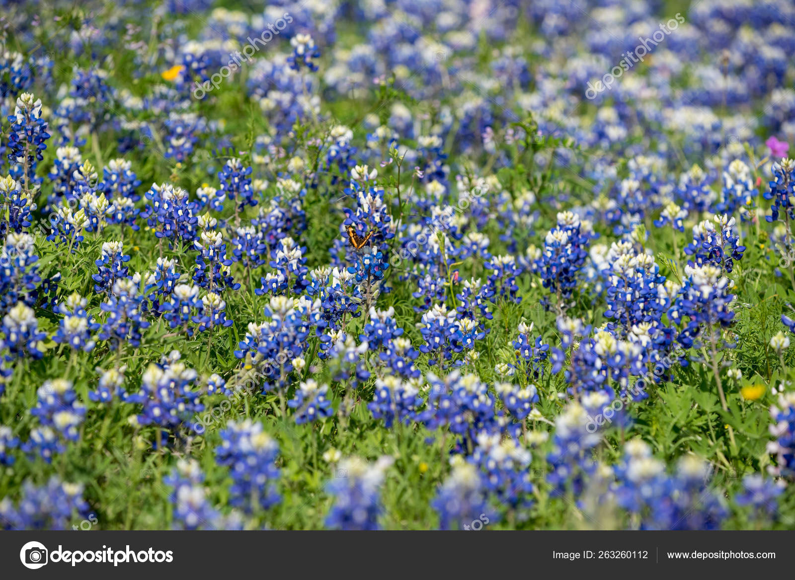 Field Blue Flowers San Antonio Texas 2019 Stock Photo by