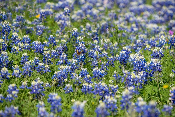 Pole Květin Modrého Bonu Mimo San Antonio Texas 2019 — Stock fotografie