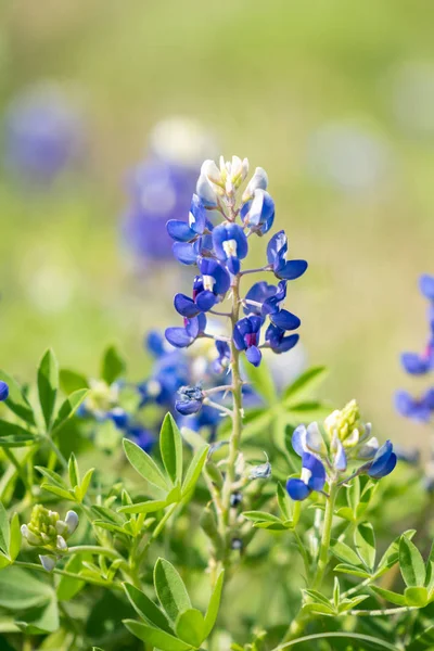 Pole Niebieskie Maski Kwiaty Poza San Antonio Teksasie 2019 Obrazy Stockowe bez tantiem