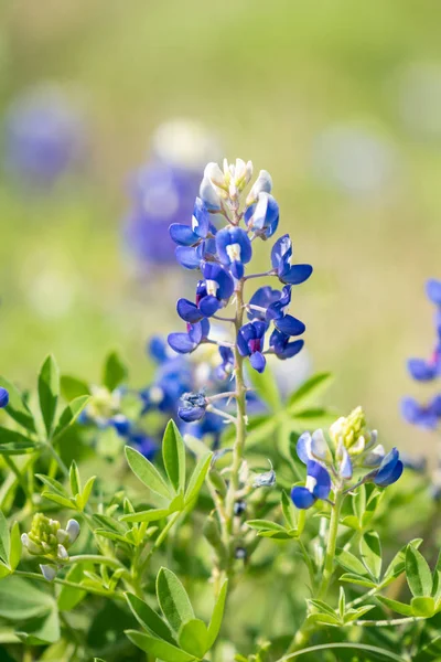 Campo Flores Capó Azul Fuera San Antonio Texas 2019 Imágenes De Stock Sin Royalties Gratis