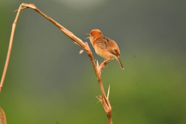 Tarlada annesini arayan sevimli bir kuş....