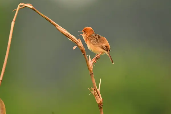 Tarlada annesini arayan sevimli bir kuş....
