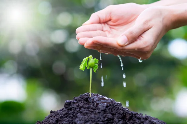 Büyüyen el sulama toprak ve güneş ışığı ve yeşil bokeh arka plan bitki. Agriculture.Growing bitkiler. Büyüyen kavramı.