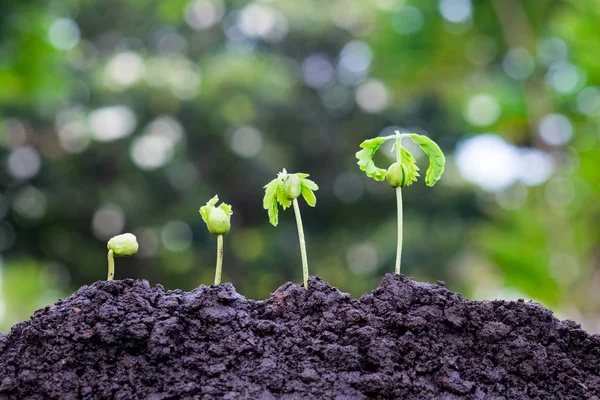 Toprak güneş ışığı ve yeşil bokeh arka plan ile büyüyen bitki. Agriculture.Growing bitkiler. Büyüyen kavramı.