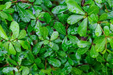 Terminalia ivorensis yaprak damla su doku bacground ile.