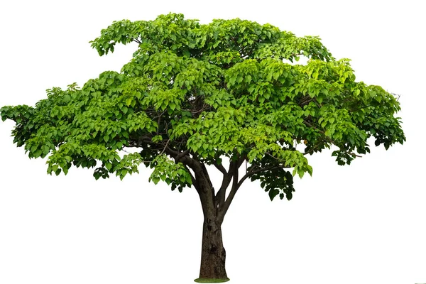 Bodhi ağacı, beyaz bir arka plan izole ağaç