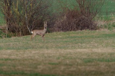 Sonbahar çimlerinde dikilen iki geyik, arka planda orman ağaçları olan izleyiciye bakıyor..
