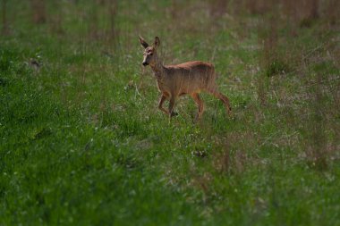 Genç bir geyik çalıların arasından kırsal bir yola çıkıyor, doğrudan izleyiciye bakıyor.