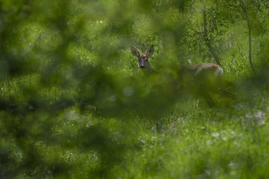 Bir geyik, doğal ortamında yoğun yeşil çalıların arkasında kısmen gizlidir..