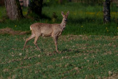 Çimenli bir tarlada duran bir geyik, arka planda kuru bitkiler ve ağaçlarla sıcak güneş ışığı altında izleyiciye bakıyor..