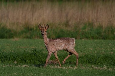 Çimlerin üzerinde duran bir geyik, arka planında kuru, uzun bitkiler olan, sıcak güneş ışığıyla aydınlatılan izleyiciye bakıyor..