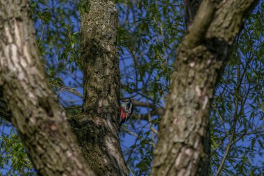 Kırmızı tüylü büyük benekli ağaçkakan ormandaki sağlam ağaç dalını tıklatıyor.