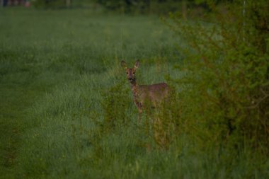 Genç bir geyik çalıların arasından kırsal bir yola çıkıyor, doğrudan izleyiciye bakıyor..