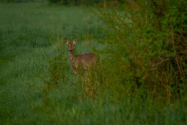 Genç bir geyik çalıların arasından kırsal bir yola çıkıyor, doğrudan izleyiciye bakıyor..