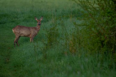 Genç bir geyik çalıların arasından kırsal bir yola çıkıyor, doğrudan izleyiciye bakıyor..