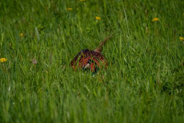 Doğal ortamdaki canlı yeşil otların arasına gizlenmiş vahşi sülün.