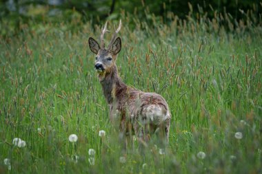 Küçük boynuzları olan genç bir geyik doğal ortamında kısmen uzun yeşil otların arasına gizlenmiş..