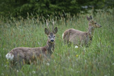 Uzun otların arasına gizlenmiş küçük boynuzları olan genç bir geyik. Arka planda başka bir geyik daha var..