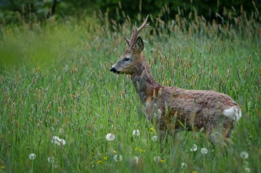 Küçük boynuzları olan genç bir geyik doğal ortamında kısmen uzun yeşil otların arasına gizlenmiş..