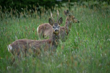 Uzun otların arasına gizlenmiş küçük boynuzları olan genç bir geyik. Arka planda başka bir geyik daha var..