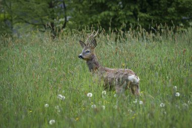 Küçük boynuzları olan genç bir geyik doğal ortamında kısmen uzun yeşil otların arasına gizlenmiş..