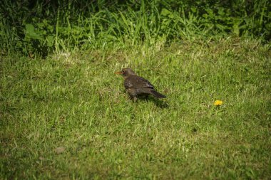 Karatavuk açık havada yeşil çimlerde avlanıyor.