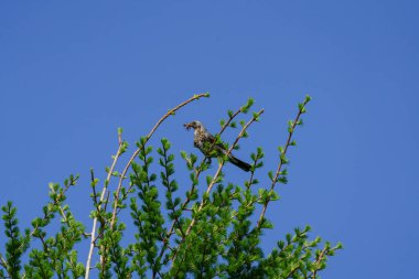 Fieldfare kuşu bir dala tünemiş ve gagasında doğal arka planda yiyecek tutuyordu.