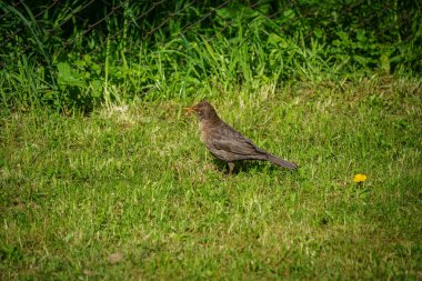 Karatavuk açık havada yeşil çimlerde avlanıyor.