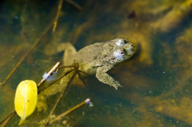 Küçük su birikintisinde ya da su birikintisinde gözleri olan minik kurbağa.