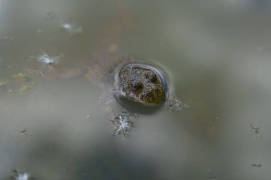 Küçük su birikintisinde ya da su birikintisinde gözleri olan minik kurbağa.