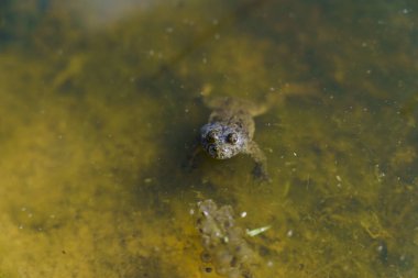 Küçük su birikintisinde ya da su birikintisinde gözleri olan minik kurbağa.