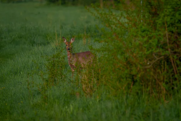 Genç bir geyik çalıların arasından kırsal bir yola çıkıyor, doğrudan izleyiciye bakıyor..