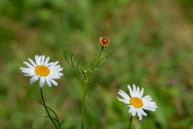 İki beyaz papatya ve tomurcuklanan bir uğur böceğinin yakın çekimi yumuşak yeşil arka planda.